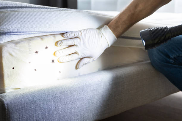 Best Bed Bug Extermination  in Hollymead, VA
