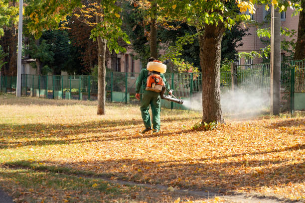 Best Wasp Removal Services  in Hollymead, VA