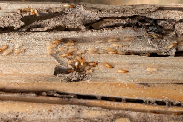 Pest Control for Restaurants in Hollymead, VA